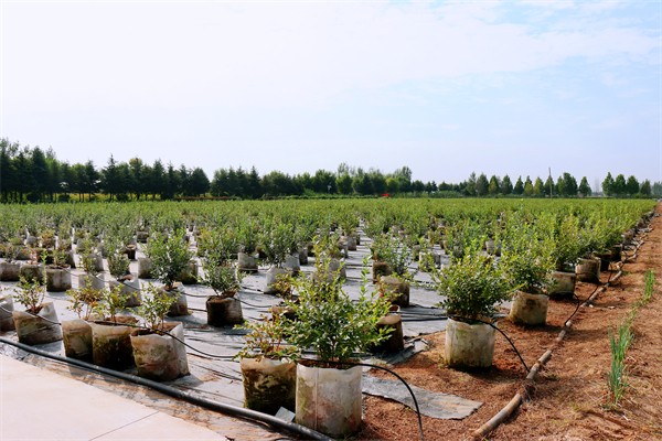 W020231229339903472533