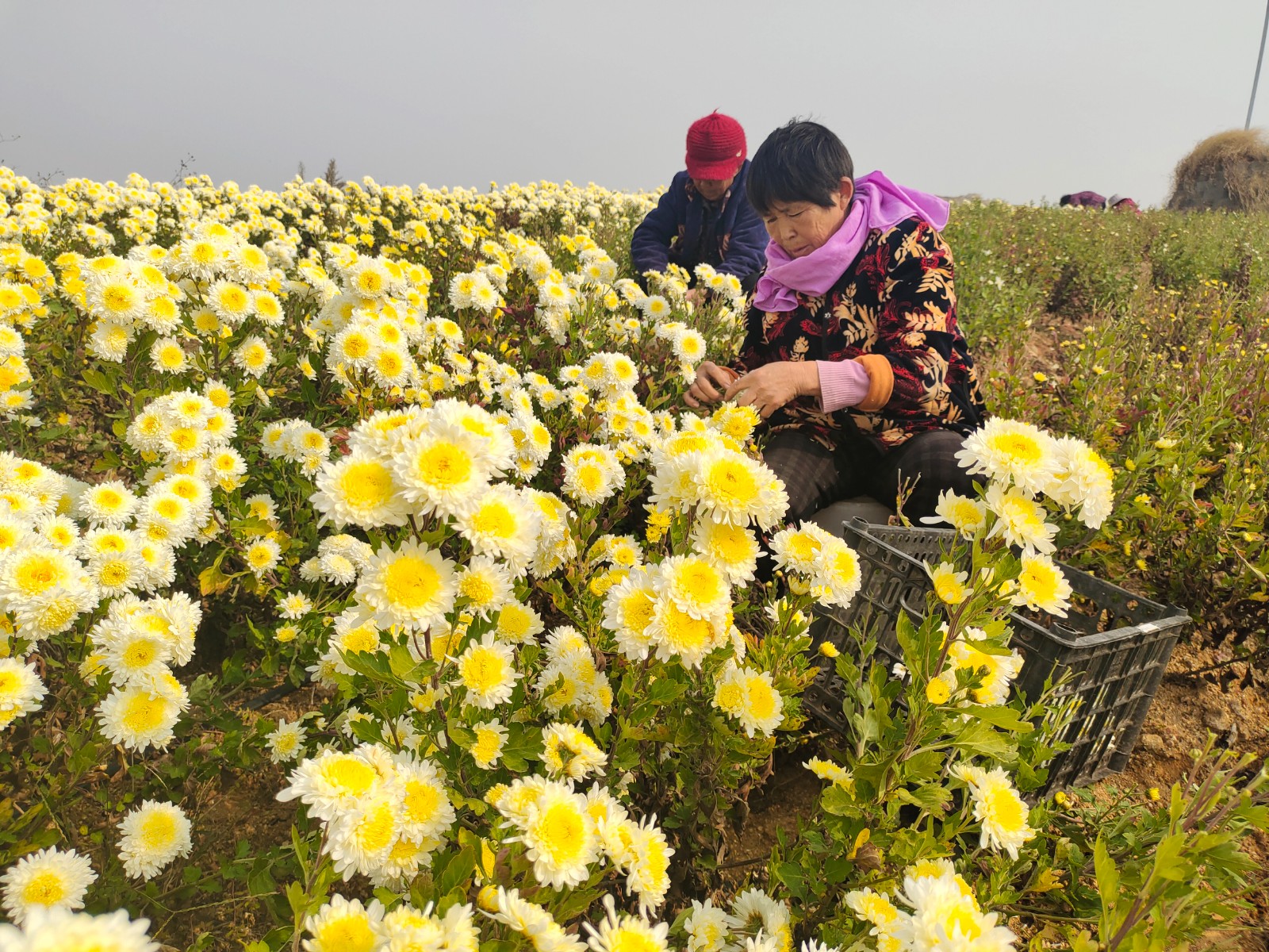 村民正在采摘毫菊