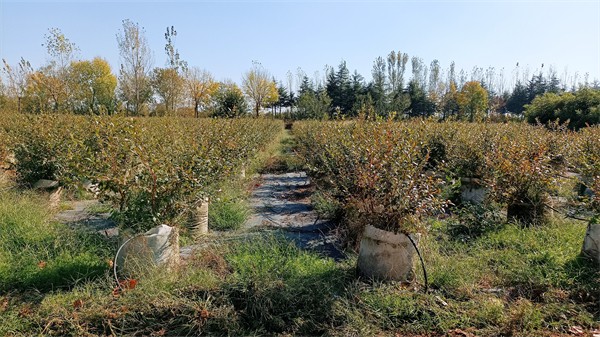 W020231108467701227057