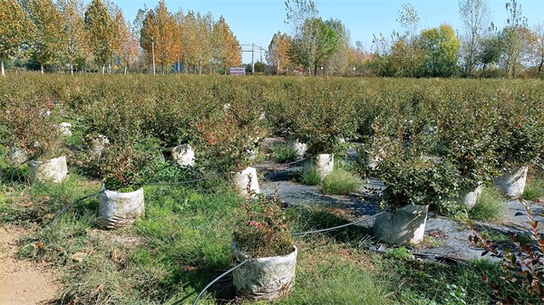 W020231108467701199255