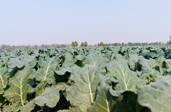 W020231230490677337603