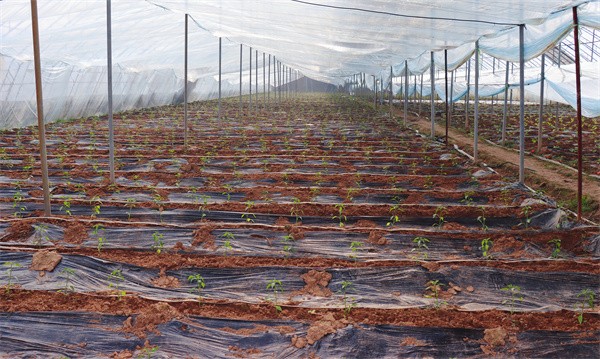 W020240112589225465307