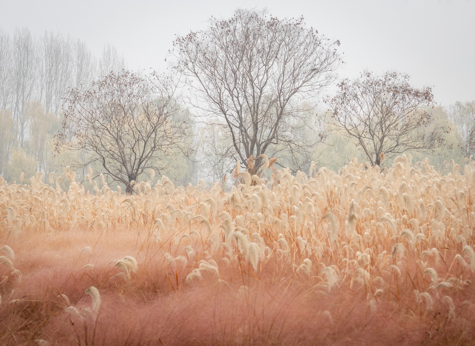 _MG_5184-01