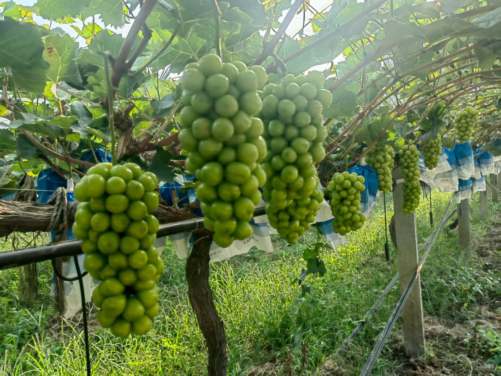 微信图片_2025-09-05_103712_934