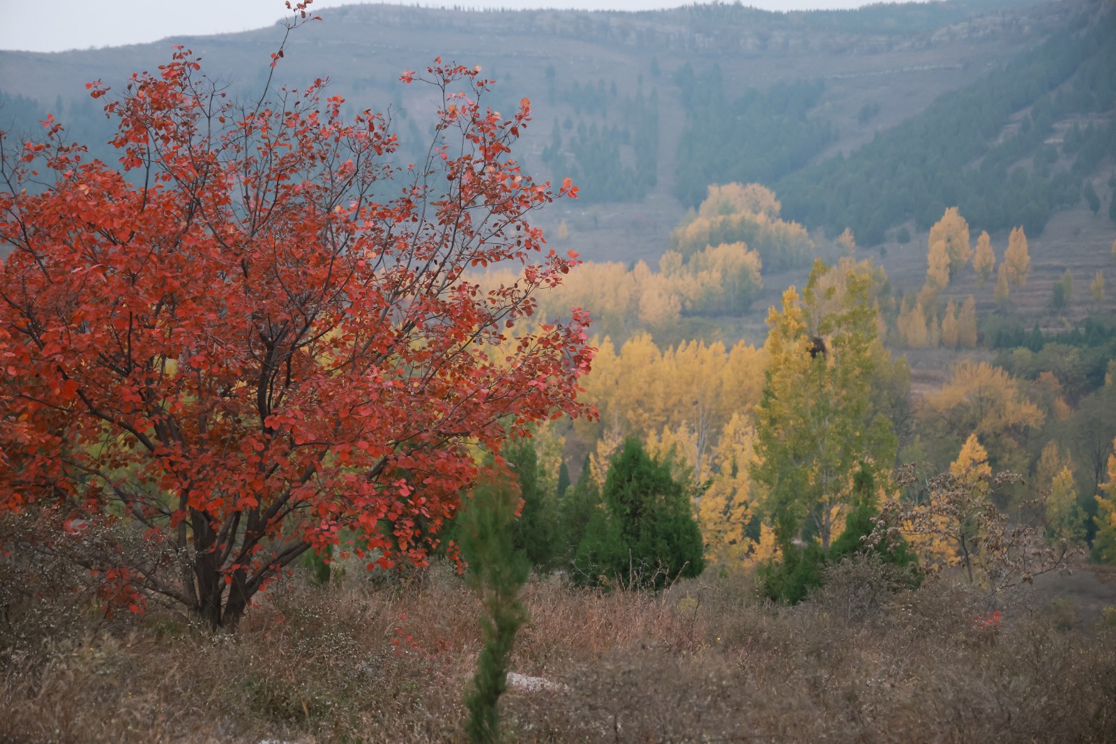 79465d17f10cfaadf98f2f4ae58d529