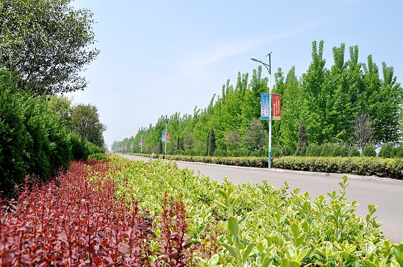 级西路北段路网绿化16ye