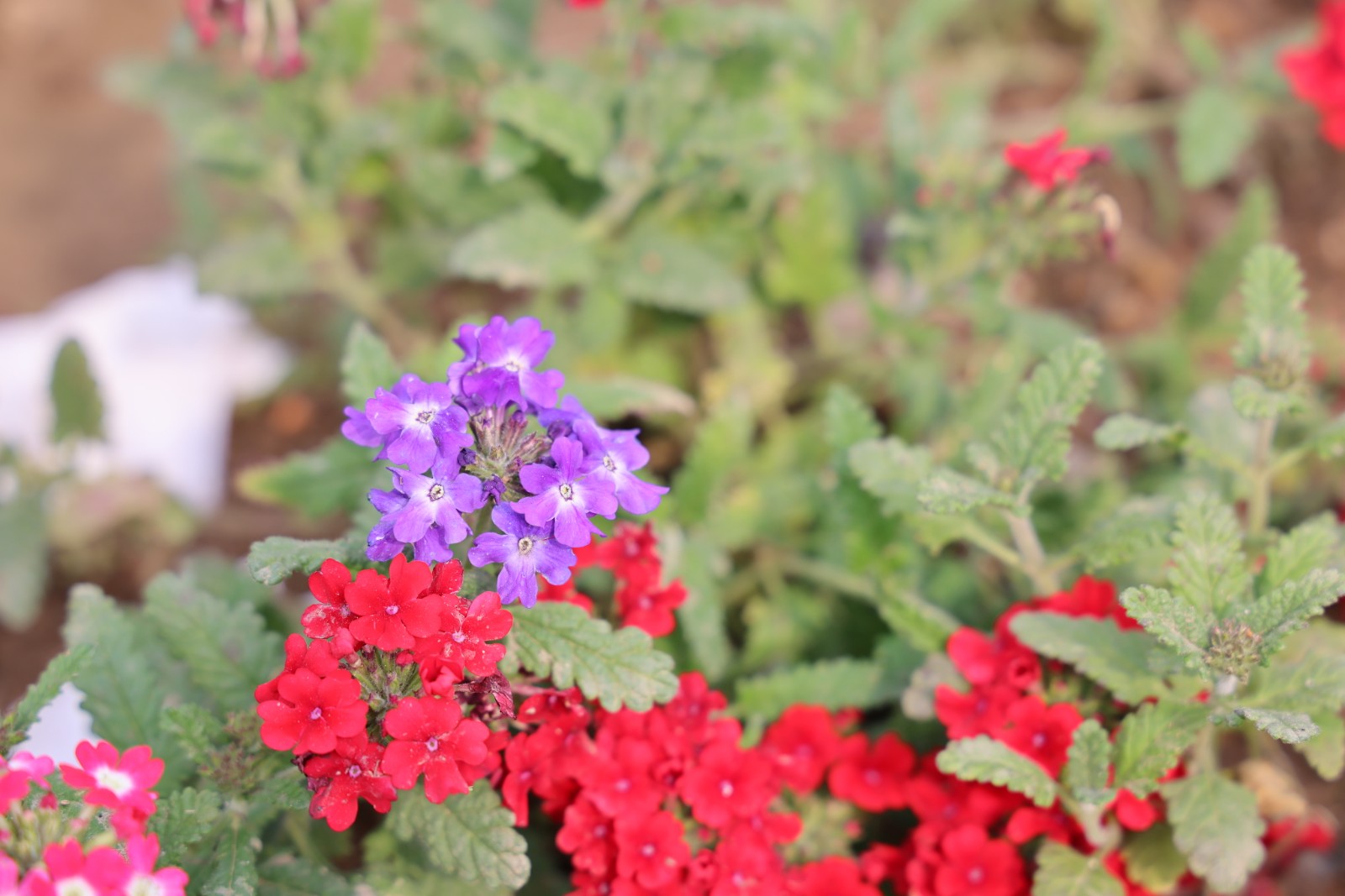 微信图片_20260328112633_4395_20