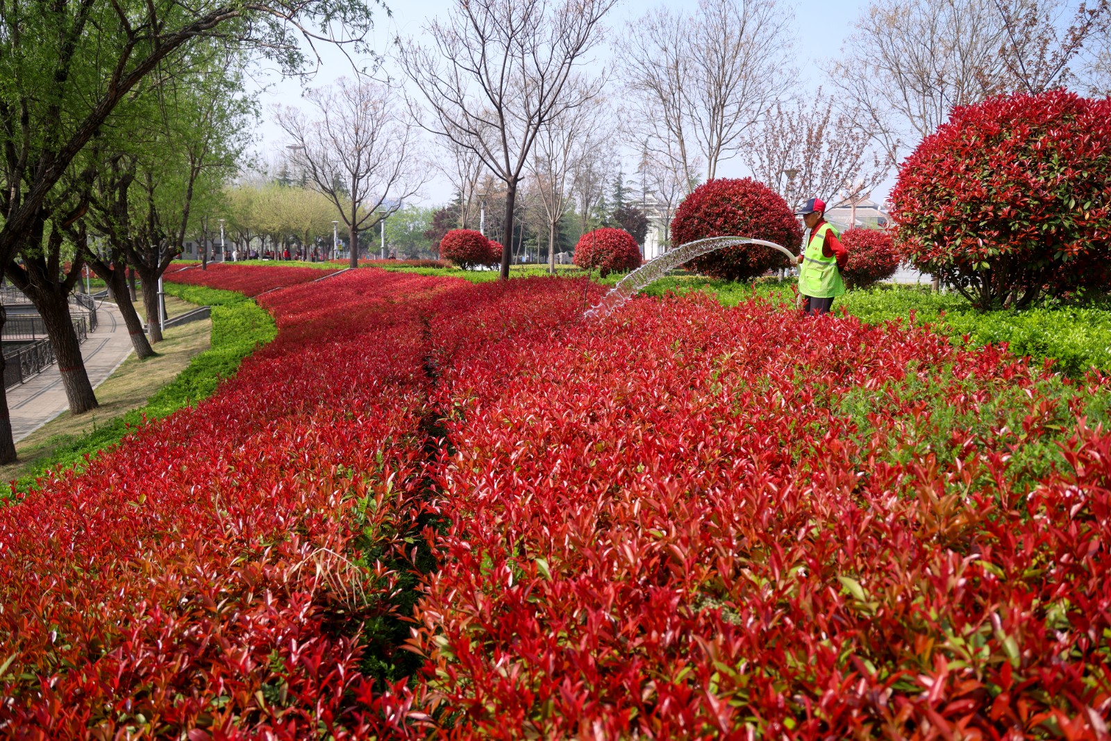 园林工人在为红叶石楠浇水