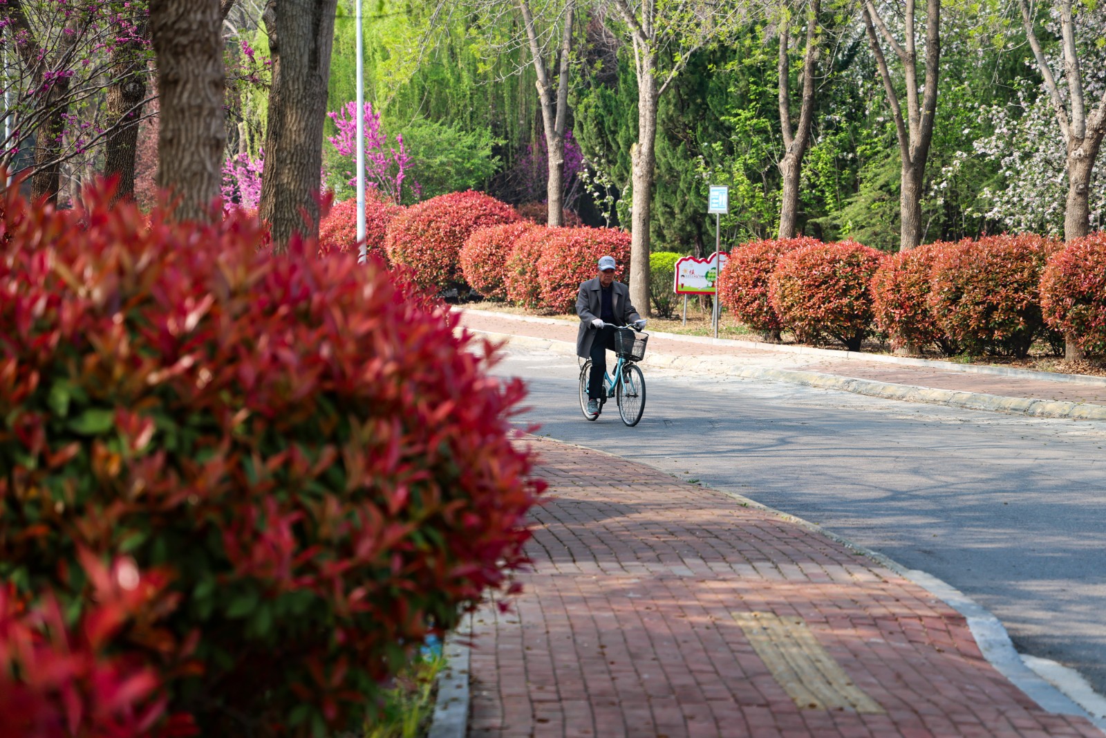 河滨路石楠球整齐有序