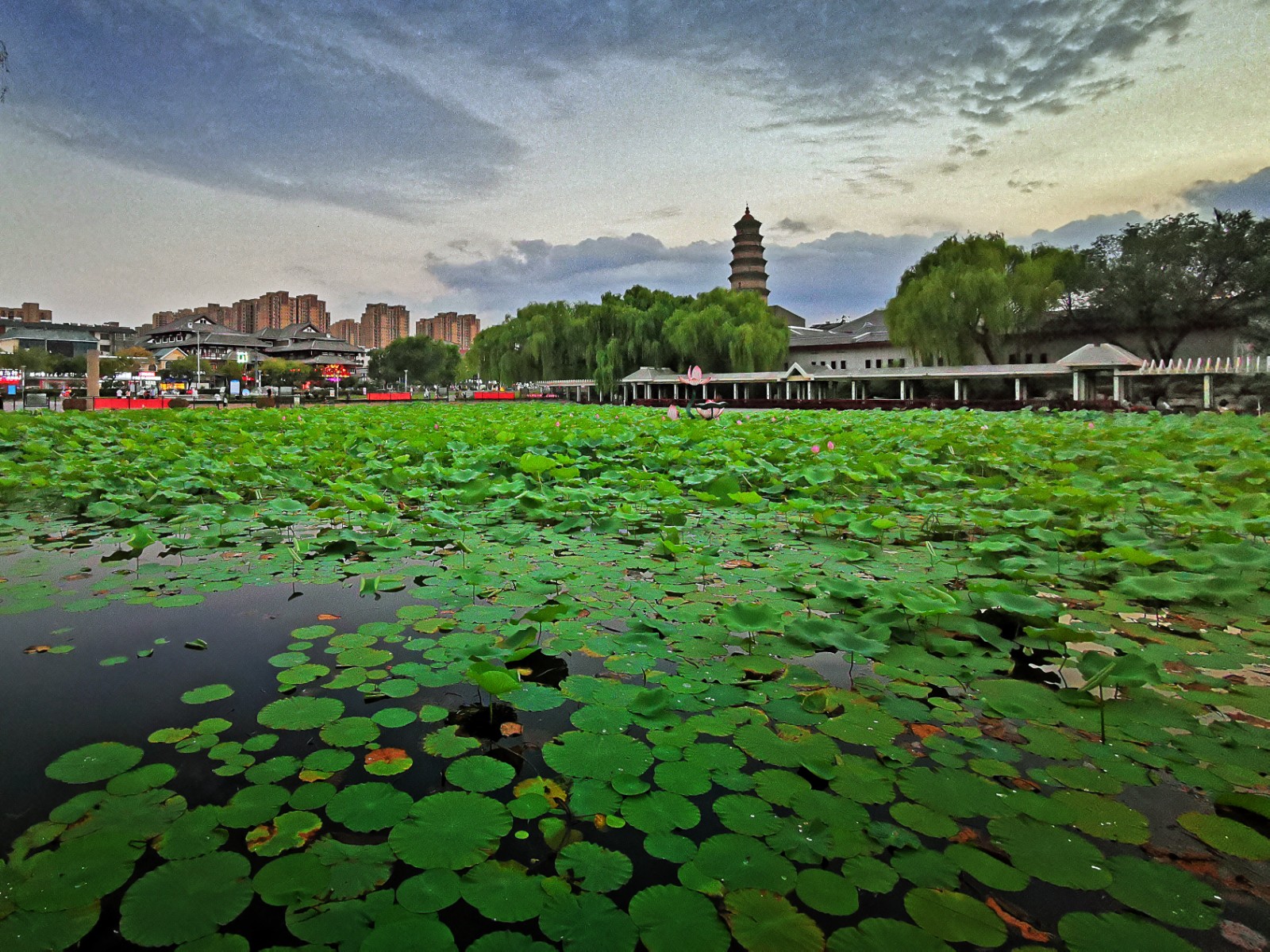 龙泉文化广场荷花池
