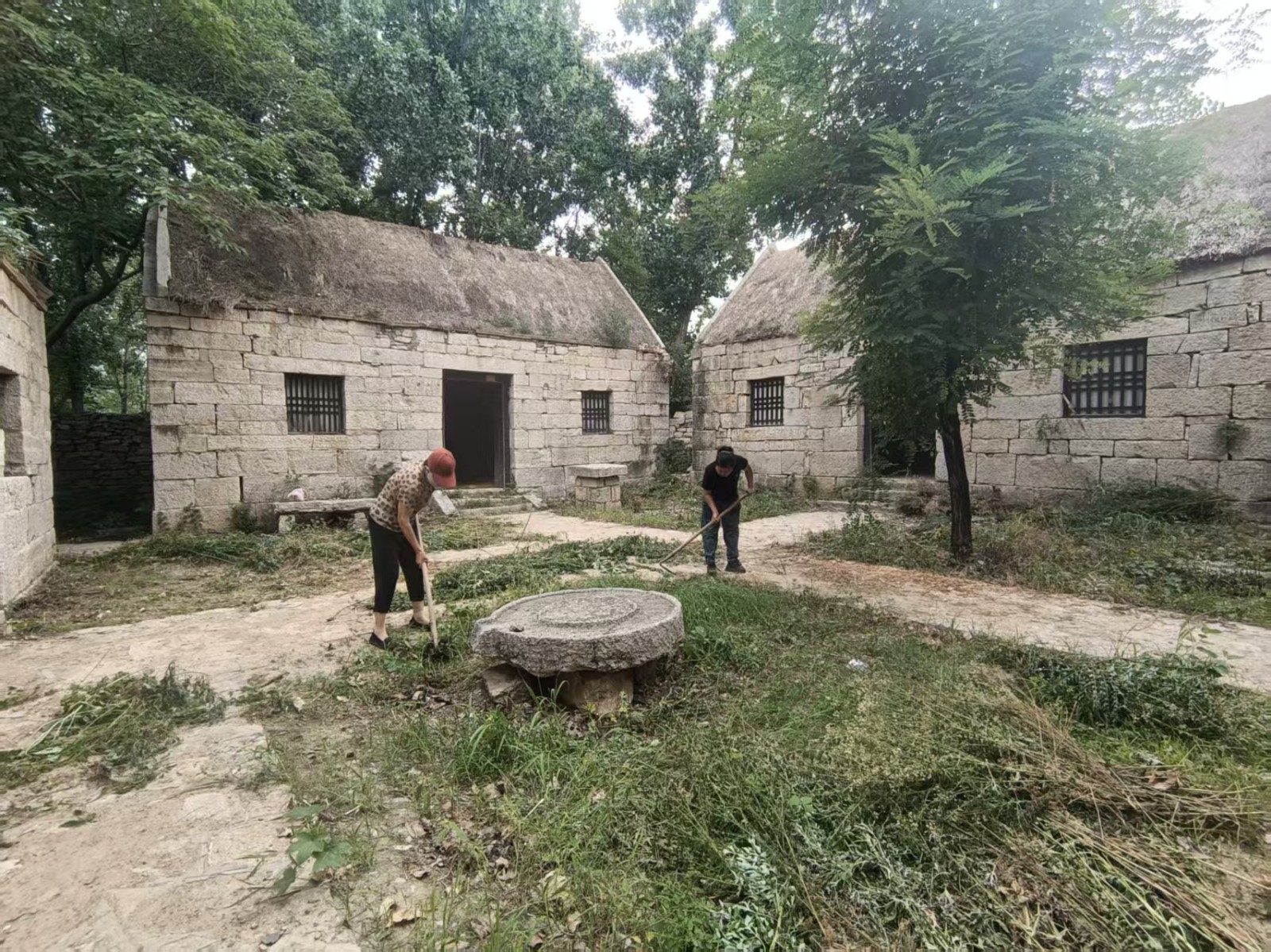 清理老村杂草