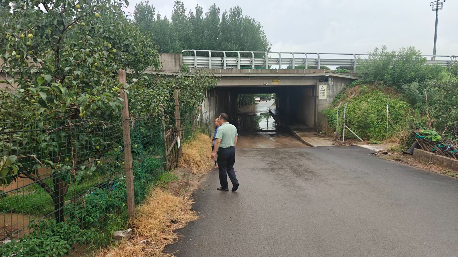 陈海锋查看农田积水以及过路涵洞积水情况。