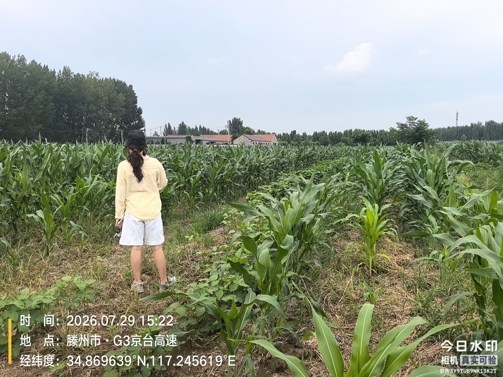 统计岗到小石楼村复合种植地块核实种植情况