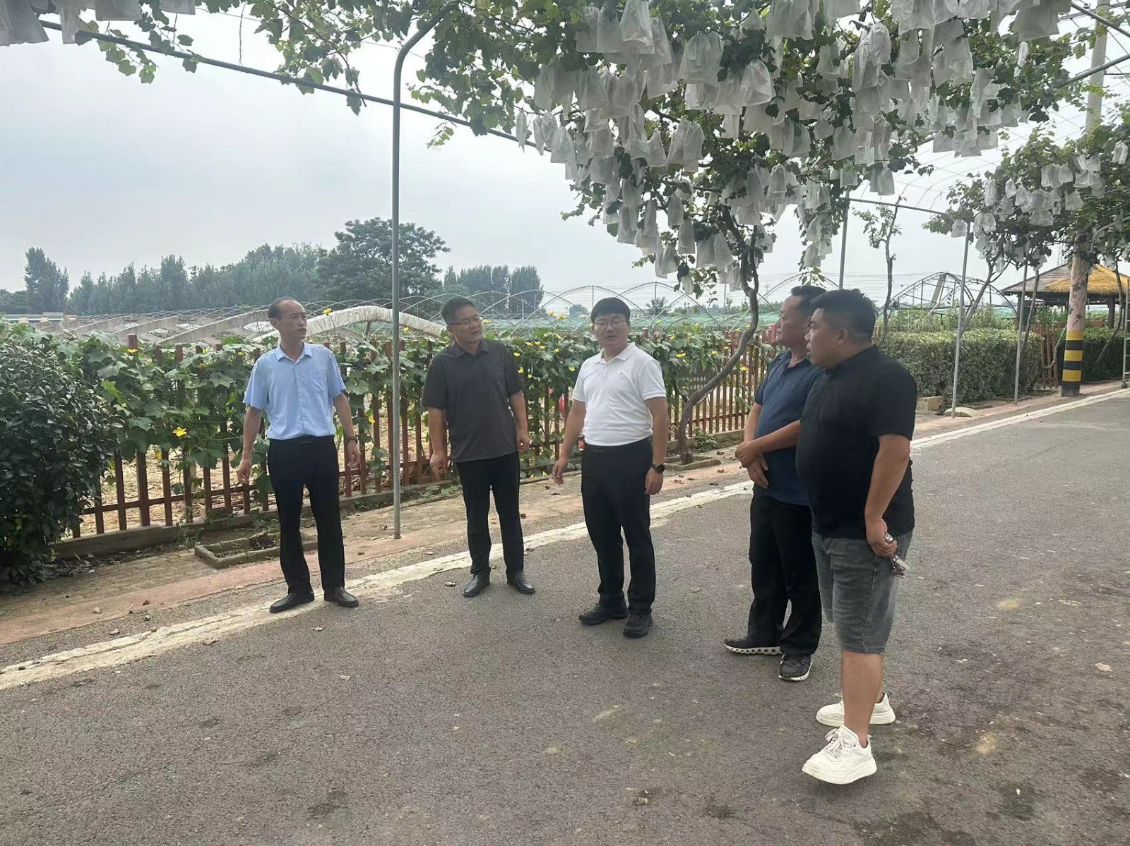 镇领导吕士曦、李铭镇到安后村督导第十届葡萄采摘节准备工作。