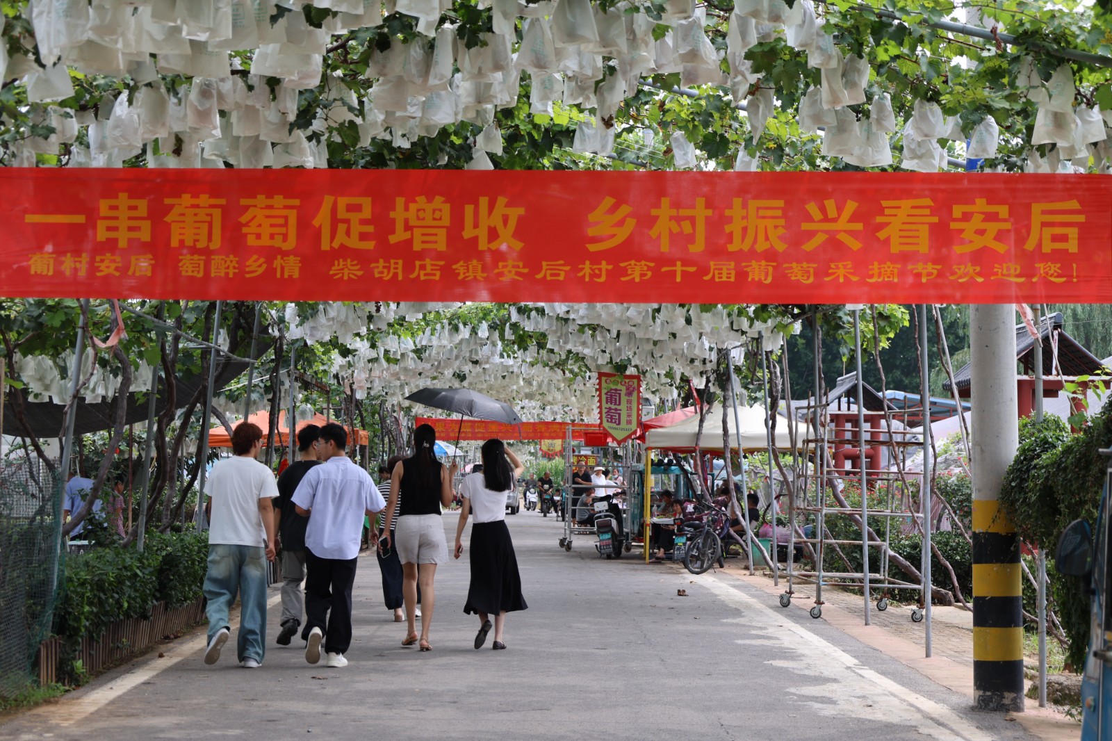 柴胡店镇第十届葡萄采摘节正式开幕