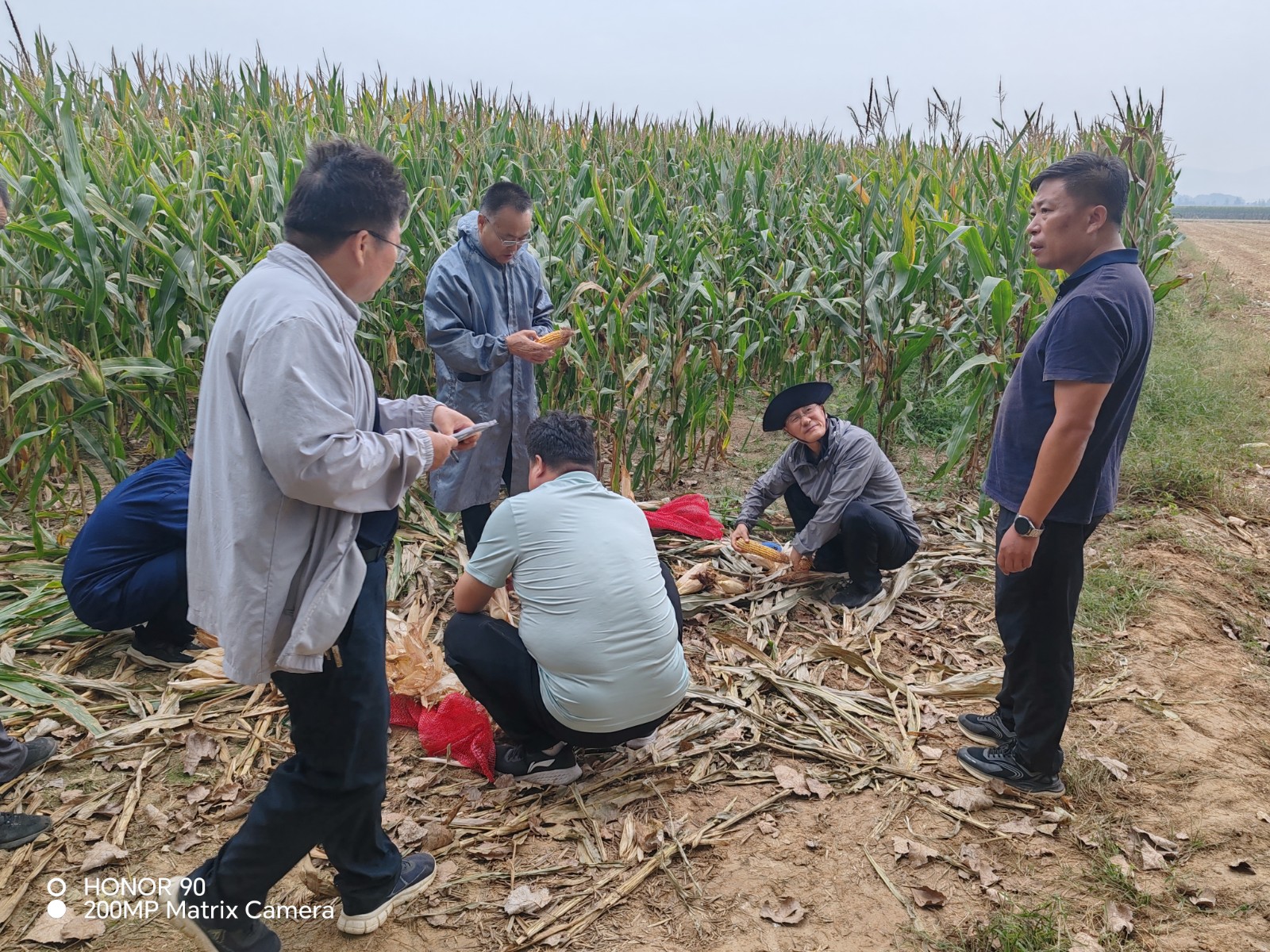 枣庄、滕州两级市农业局到我镇玉米种植进行测产，镇领导孙彦固陪同。