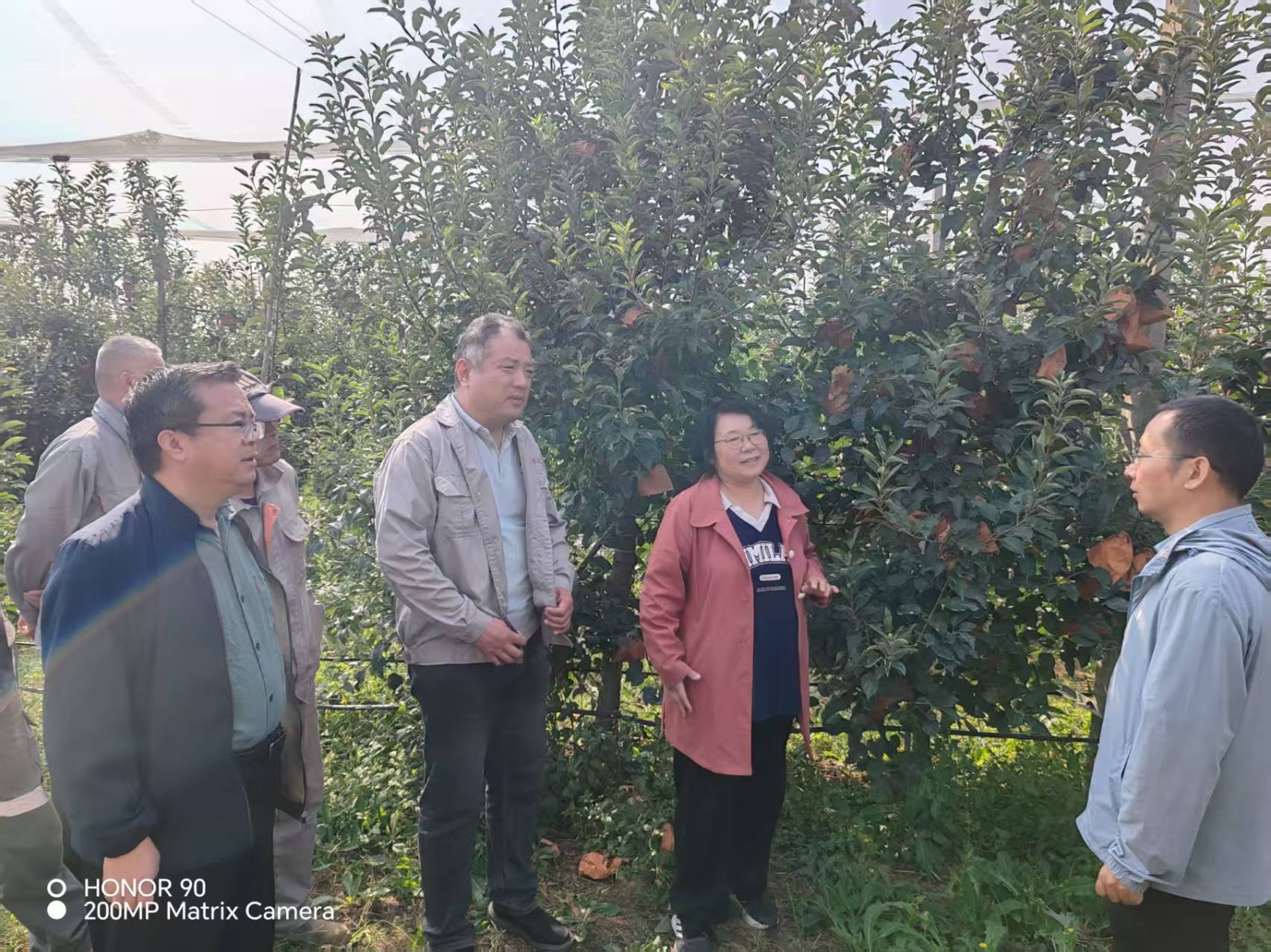 枣庄、滕州两级市农业局到沁林苹果园，对申报绿色食品认证工作进行现场审核，镇领导邓景文陪同。