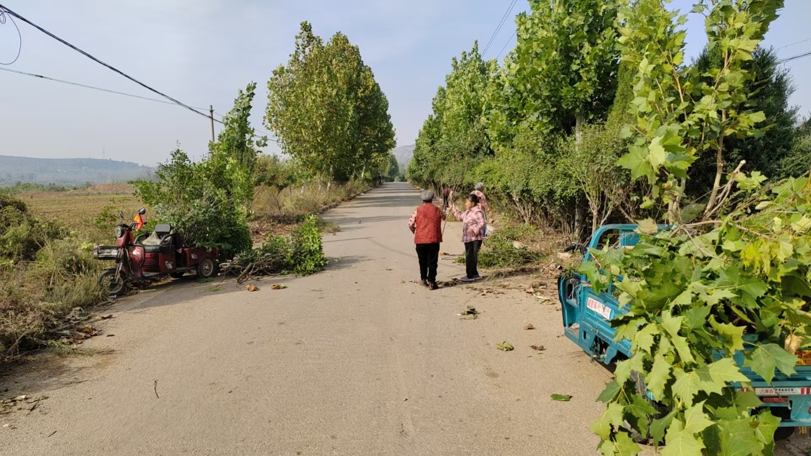 大官各村修剪道路两侧绿化带。