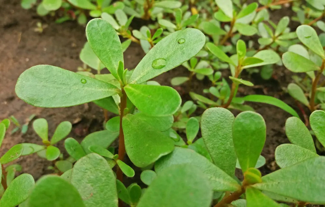 千库网_马齿苋植物有很多好处关闭_摄影图编号17351052.jpg