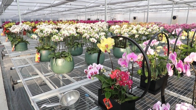 好生街道：花卉产业强发展