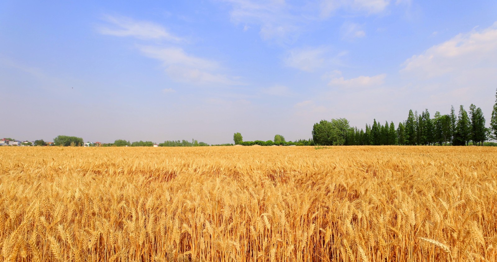 乡村六月,热浪滚滚,麦子熟了,金灿灿一眼望不到边.