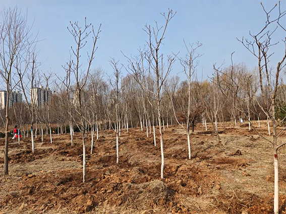 青年志愿者积极参与全区义务植树活动342