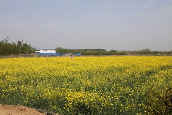 刁镇街道半程马拉松4月27日开跑826