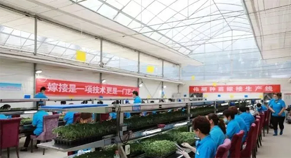 农业519