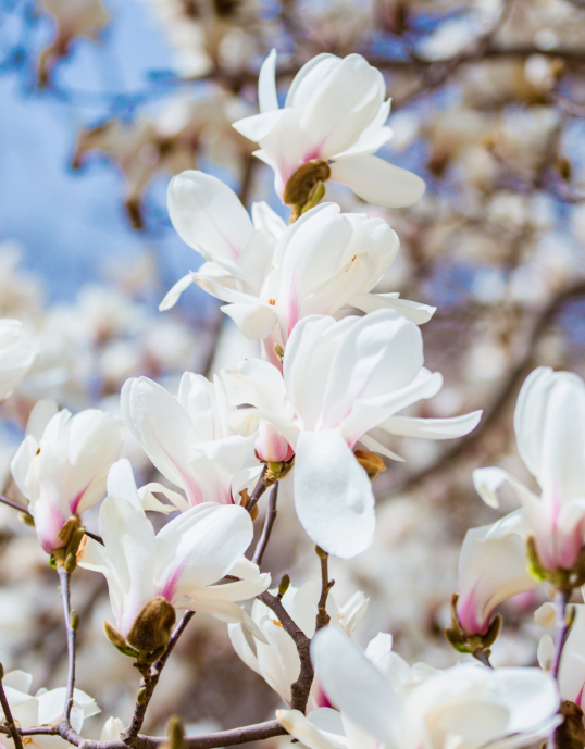 诗画山东丨春风花千树 百花公园玉兰花迎来最美观赏期
