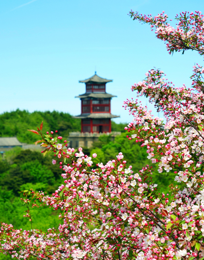 泰山之巅海棠花开 这是泰山最温柔的一抹颜色