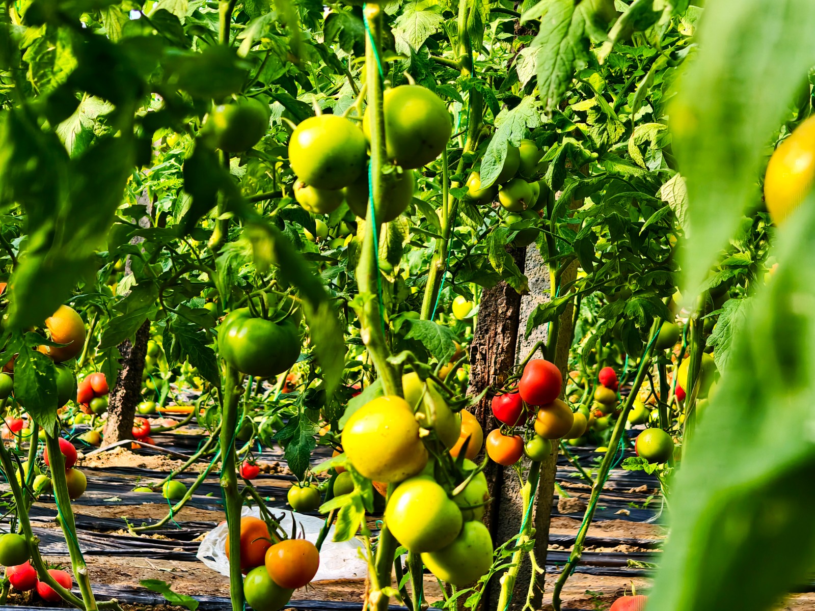 微信图片_20260203152014