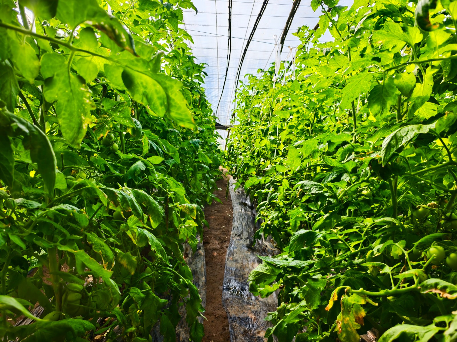 微信图片_20260203152012