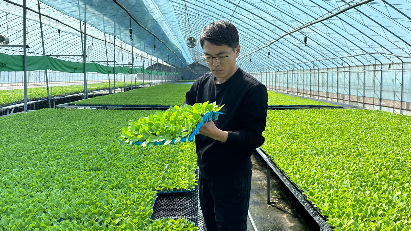 育苗员刘继佩正在管护苗株