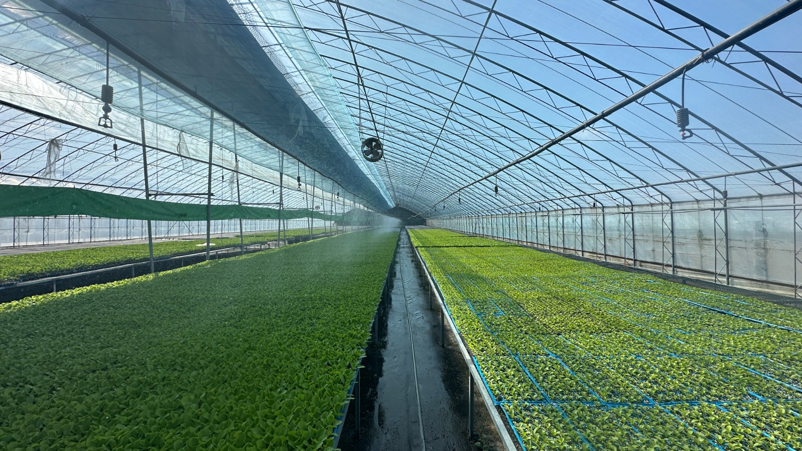 润之禾喷灌设备正在作业