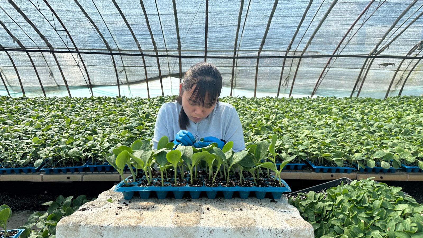 育苗员刘倩正在嫁接黄瓜苗