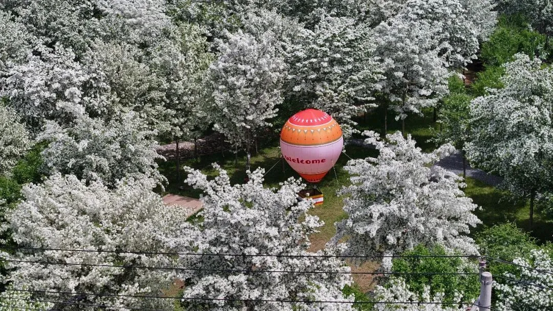 花8.jpg