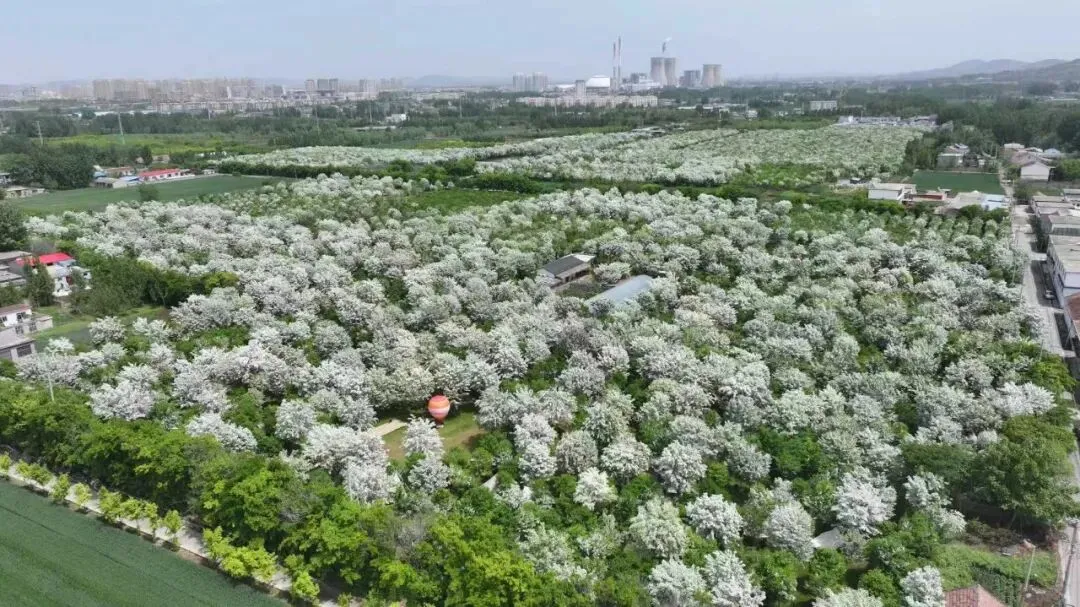花9.jpg