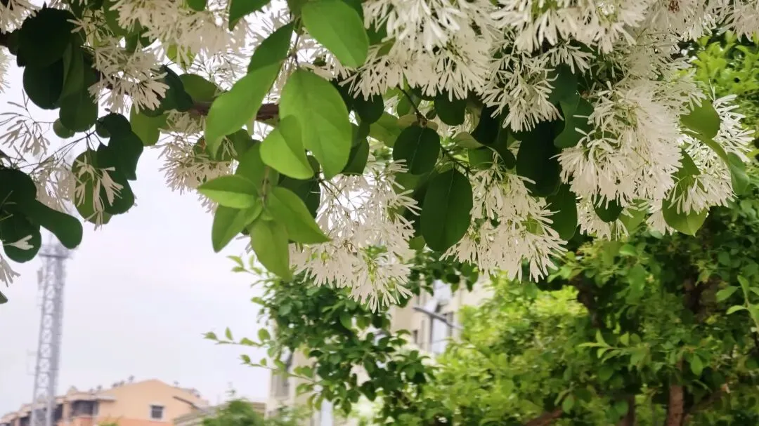 花4.jpg