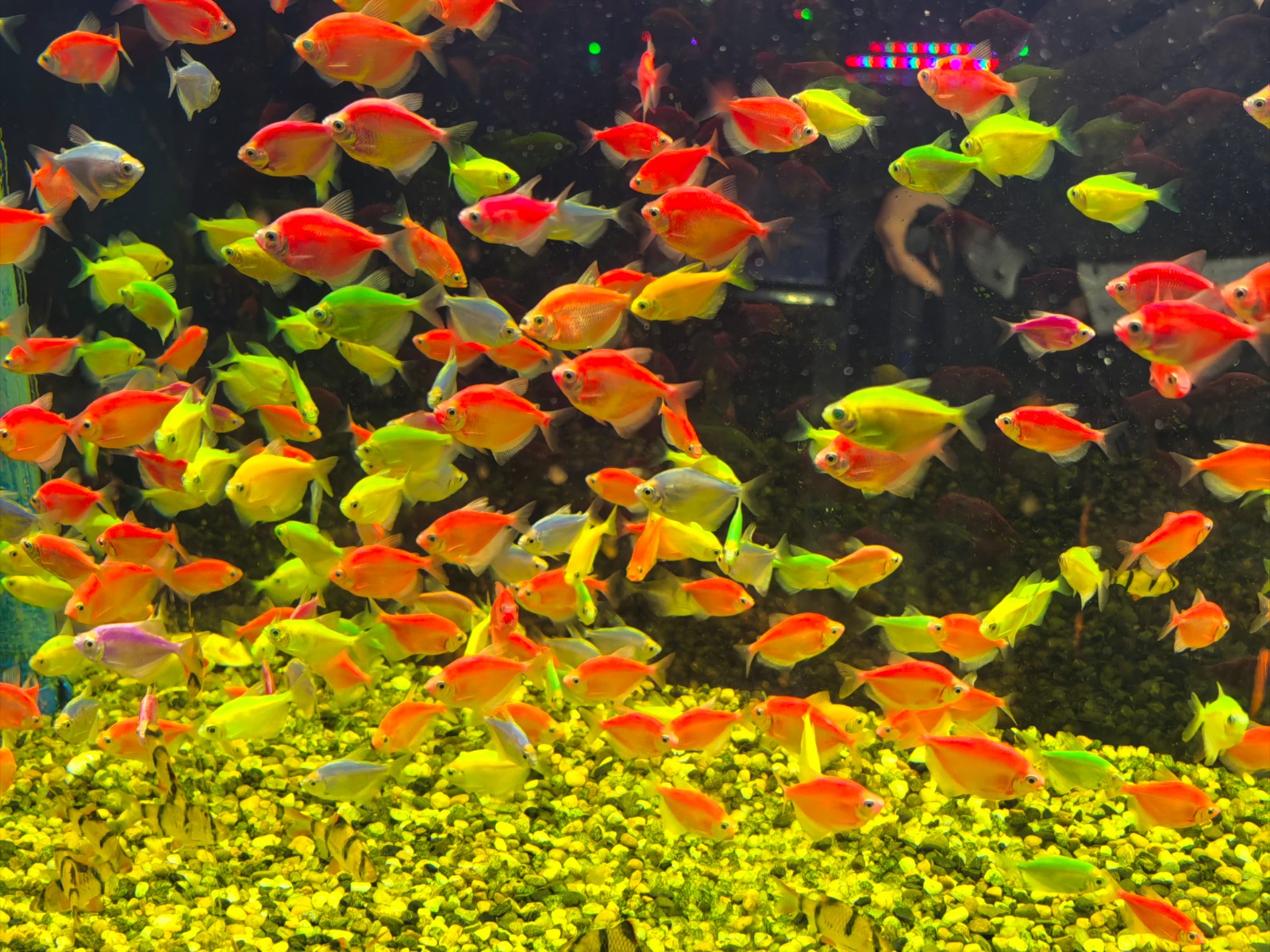 微信图片_20251231103141_99_43