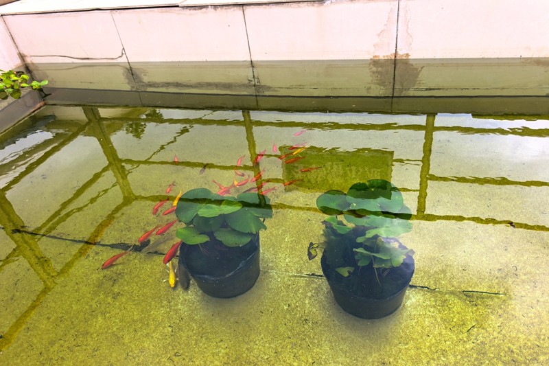 生物指标池鱼图