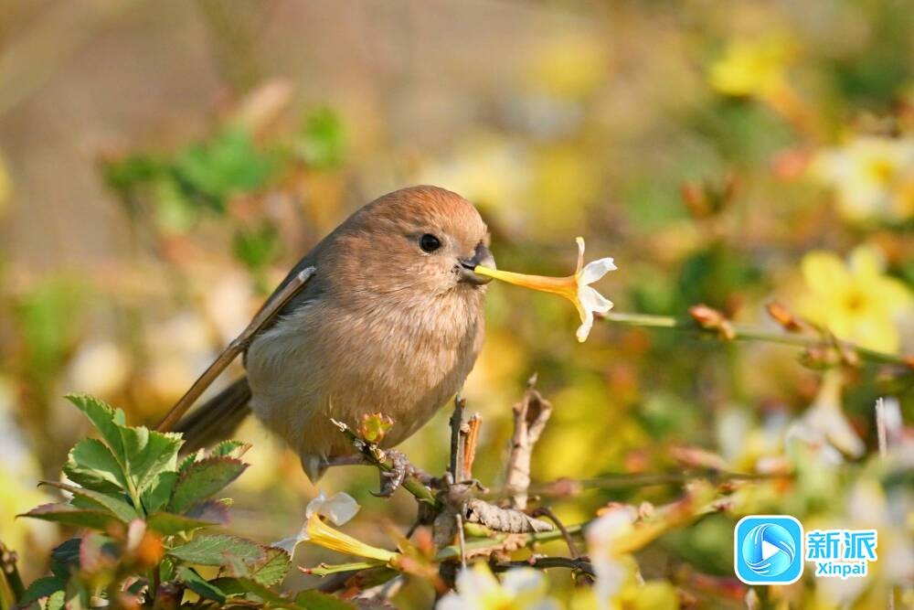 鳥