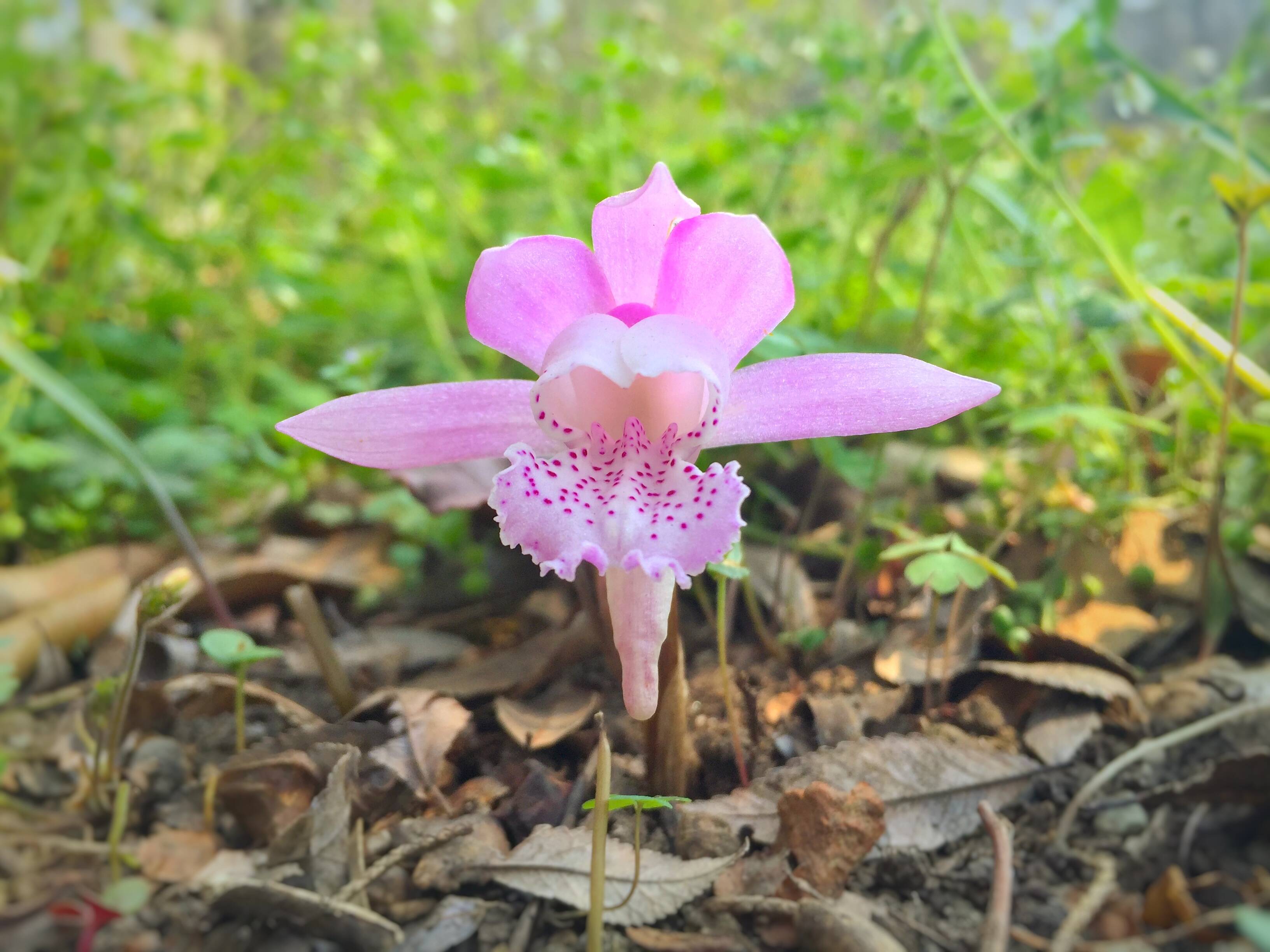 独花兰