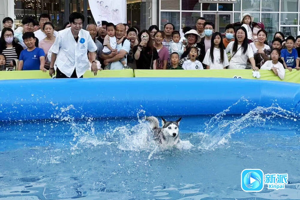 狗狗