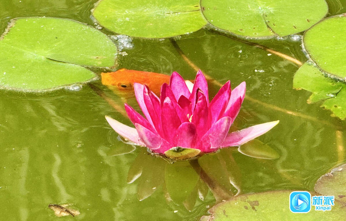 鱼戏莲叶间
