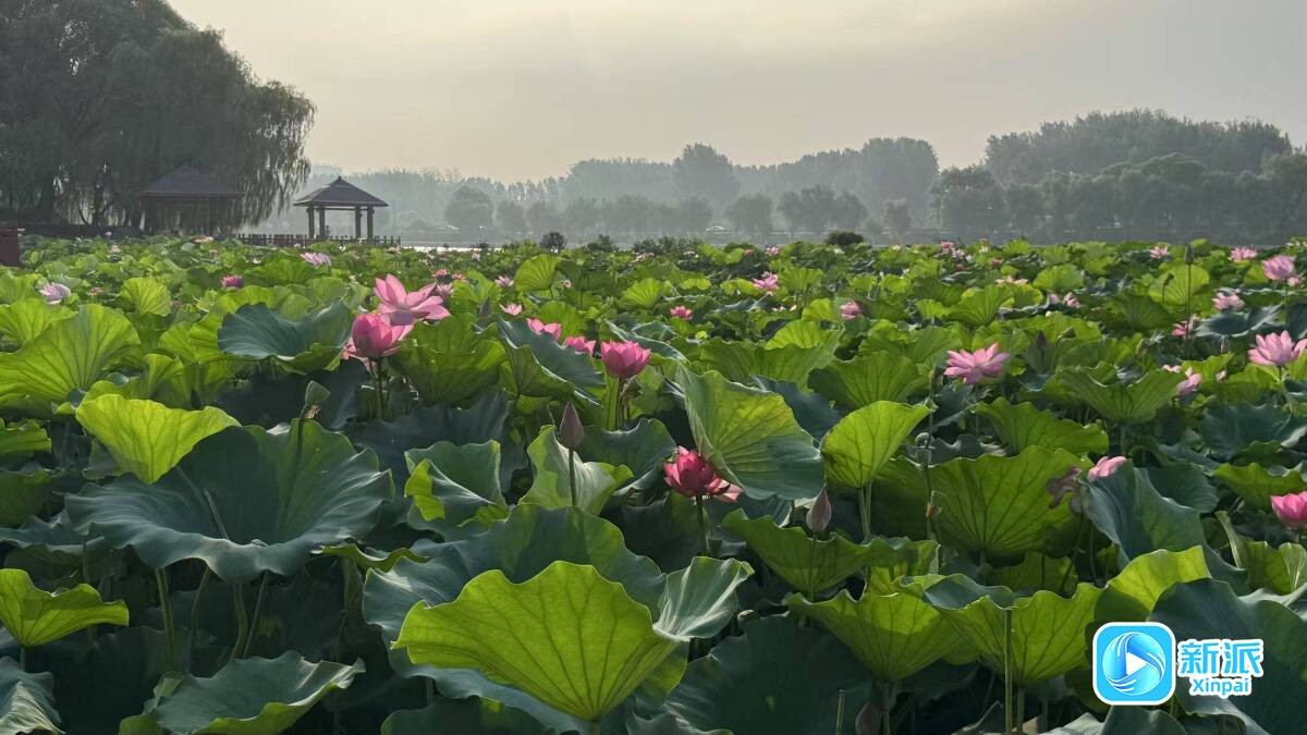 临朐