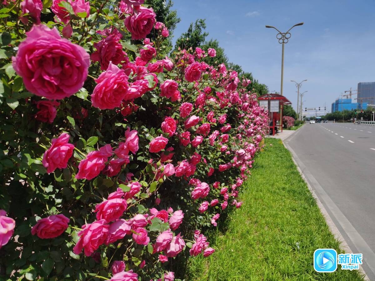 市花