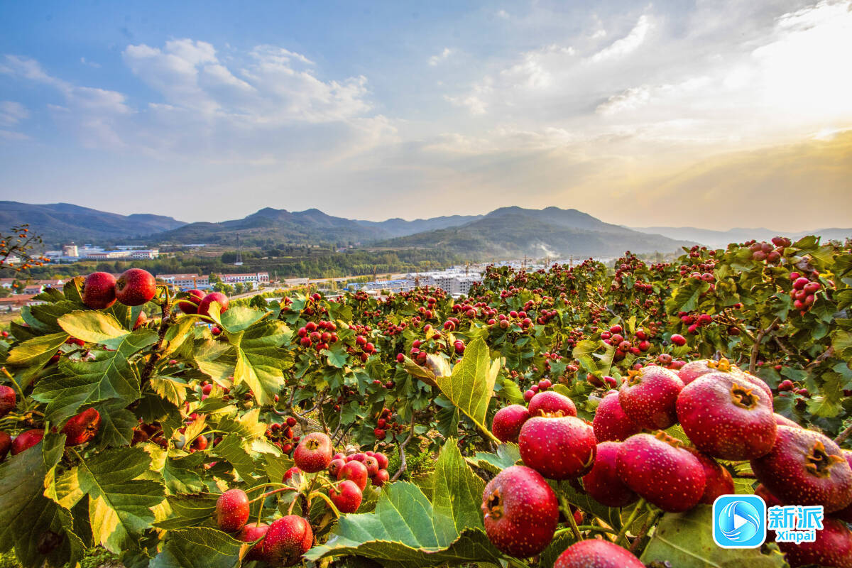 临朐县寺头镇丰收时节的山楂树
