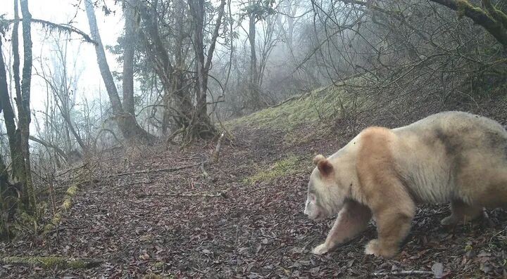 全球唯一野生白色大熊猫长大了