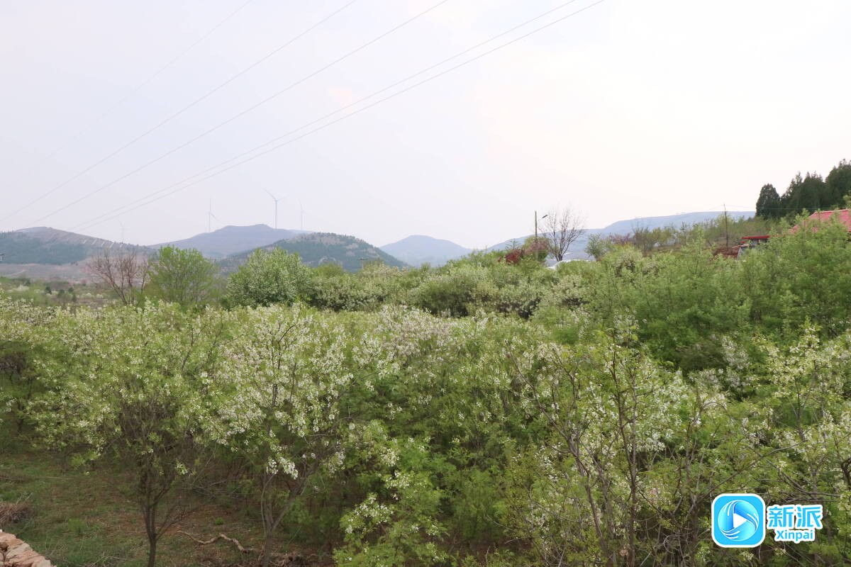 辉渠镇小麦峪望海山文冠果园