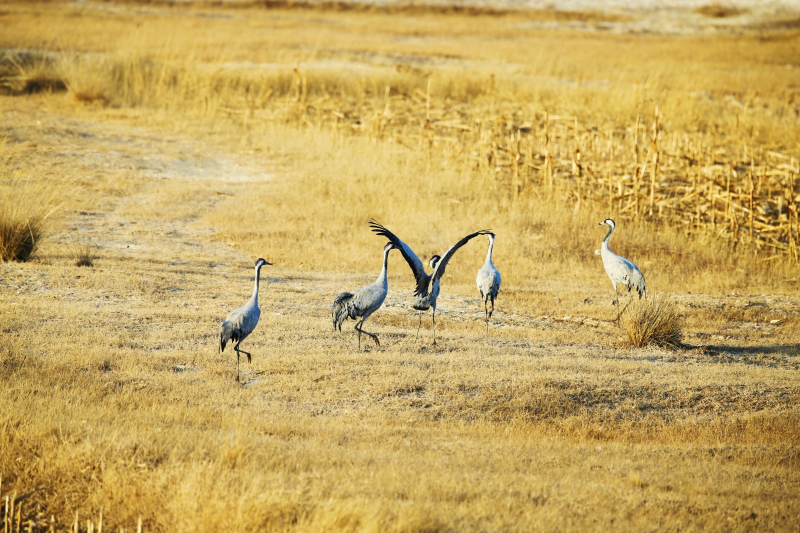 （配图）天鹅舞韵黄河湿地